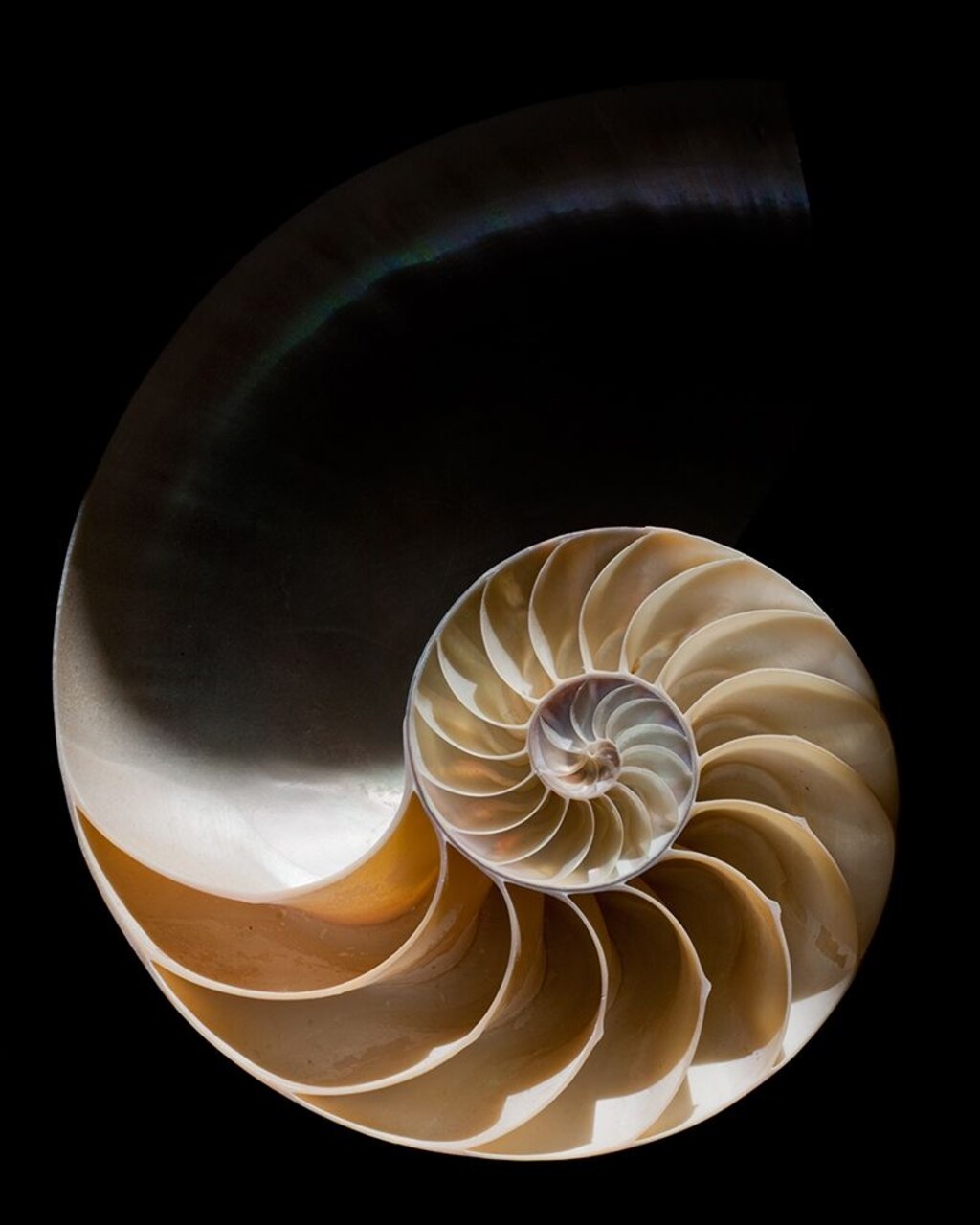 Nautilus Iii Poster Print by William Neill - Item # VARPDXWN230